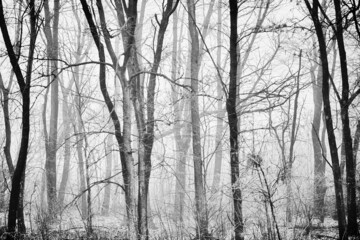 Frozen trees in a cold forest in winter. Foggy landscape in the park.