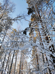 Bottom view of tall, snow-covered trees, ship pines on a clear, frosty winter day