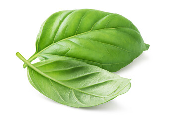 Basil leaf isolated on white