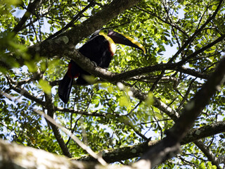 The beautiful Chestnut-eared Aracari, Pteroglossus castanotis, is hidden high in the branches. Costa Rica