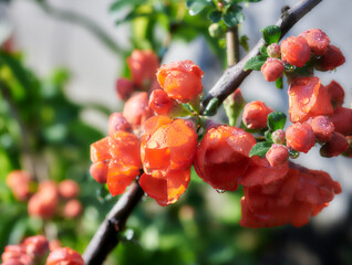 Vibrant red spring flowering of Japanese quince (Chaenomeles japonica) with raindrops on blurred green background. Selective focus of flowering quince. Spring blossom background.