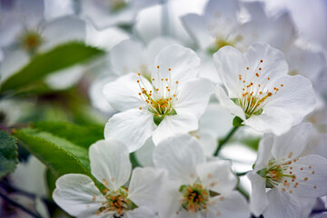 White flowers on a spring tree. Selective focus of beautiful branches of Cherry blossoms on the tree over green foliage. Flora pattern texture. Natural spring background.