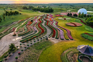 Aerial view of colorful tulips field, summer dawn. Concept, spring, summer, nature