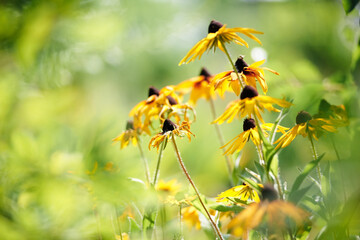 Golden morning summer flowers on the summer meadow, inspirational nature landscape background concept. Amazing summer flowers Rudbeckia field and relaxing mood.