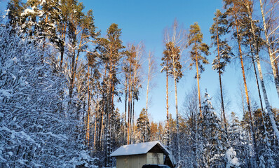 A small metal house against the background of tall ship pines and the blue sky.