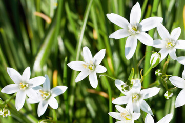 Fresh white flowers on the meadow. Green blurred background. Close up. Selective focus.