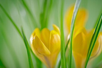Close Up of yellow flowers on blurred green background with copy space. Background natural flora landscape. Selective focus.
