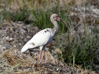 The White Ibis, Eudocimus albus, stands in a tangle of branch bushes, Costa Rica
