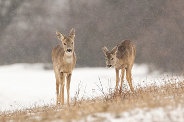 Herd of roe deer, capreolus capreolus, walking on meadow during snowfall in winter nature. Shy mammals on a hay field with blurred background. Animal wildlife in natural environment.