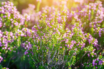 Blooming heather flowers