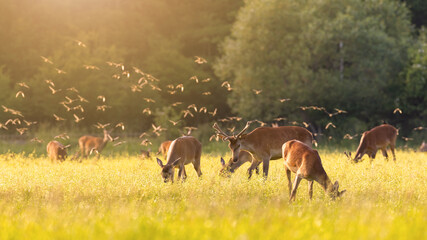 Flock of common starlings, sturnus vulgaris, flying over a herd of red deer, cervus elaphus,...