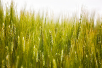 Background of green ears of wheat