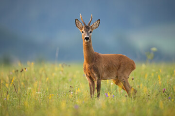 Naklejka na ściany i meble Alert roe deer, capreolus capreolus, buck looking into camera on a summer meadow with wildflowers. Wild mammal with orange fur and antlers standing in green grass and observing.
