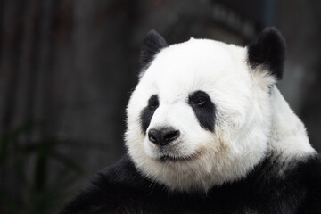 Obraz premium A portrait of Fluffy Panda