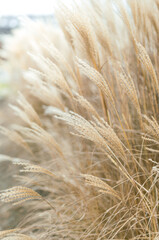 Abstract natural background of soft plants Cortaderia selloana. Pampas grass on a blurry bokeh, Dry reeds boho style. Fluffy stems of tall grass in winter © mdyn