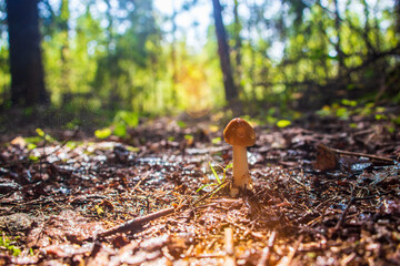 Close-up mushroom grows in the forest during the rain. Low point of view in nature landscape. Blurred nature background copy space. Park low focus depth. Ecology environment