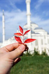 A man’s hand holding a red leaf against the cloudy blue sky with Istanbul Camlica mosque (Turkish: Camlica Camii) in the background.