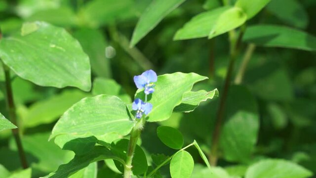Commelina diffusa (also called climbing dayflower or spreading dayflower) with a natural background