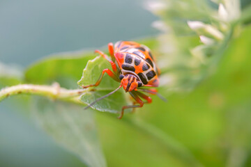 seven flapping insect
an insect that bothers farmers a lot because it eats young leaves