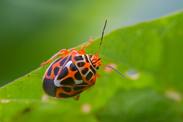 seven flapping insect
an insect that bothers farmers a lot because it eats young leaves