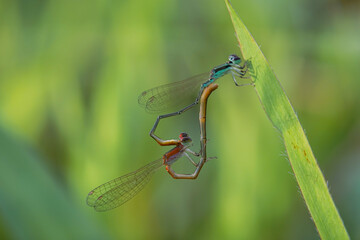 needle dragonfly,
Needle dragonflies are often found around ponds or rivers