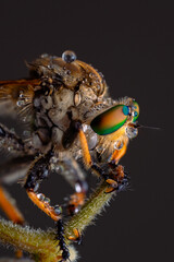 beautiful robberfly.
beautiful robberfly rainbow type