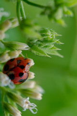 seven flapping insect
an insect that bothers farmers a lot because it eats young leaves