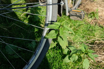 Fototapeta na wymiar FU 2020-11-10 Schatten 13 Neben dem Fahrradreifn wächst eine Brennessel