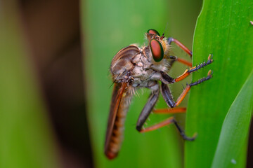beautiful robberfly.
beautiful robberfly rainbow type