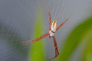 the spider is waiting for its prey in the nest.
spiders usually eat other small insects
