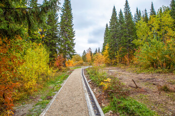 Fototapeta na wymiar Autumn landscape of a landscaped forest-park zone 