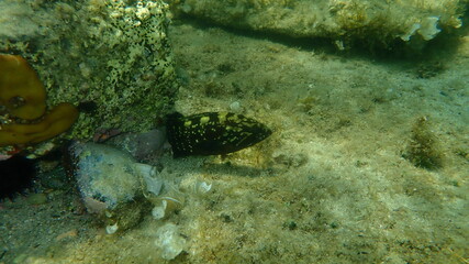 Dusky grouper or dusky perch (Epinephelus marginatus) undersea, Aegean Sea, Greece, Halkidiki