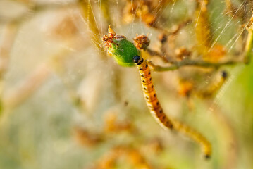 Obraz na płótnie Canvas Yponomeuta malinellus or Apple ermine moth. Colony of Larvae on garden tree branch.