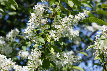 White cherry blossoms bloom on the tree in spring.