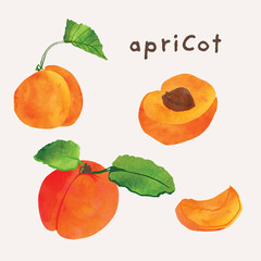 Apricot fruit watercolor illustration set. Painterly watercolor texture and ink drawing elements. Hand drawn and hand painted. Vector