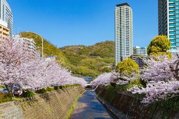 新神戸駅前の桜の風景　兵庫県神戸市中央区にて