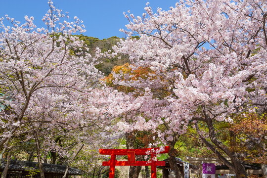 北野天満神社の桜　兵庫県神戸市中央区北野町にて