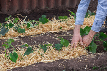 Covering young cucumber plants with straw mulch to protect against rapid drying and control weeds...