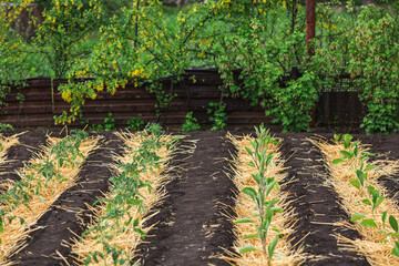 straw mulched beds of tomatoes and eggplants