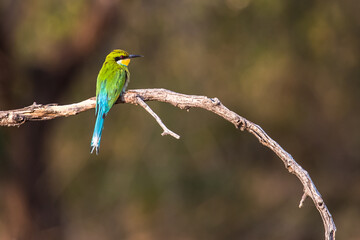 Green bee eater perched on a branch near Windoek, Namibia