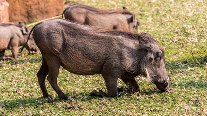 Warthogs in a meadow, Wterberg Park, Namibia