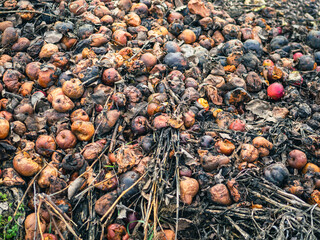 Zero waste concept. Humus from Fruits, apples and dried grass. Food waste compost in a ground pit in nature. 
