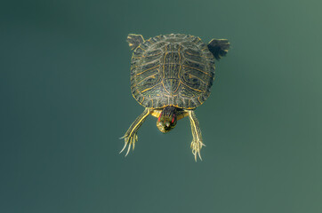 A red-eared turtle swims near the shore of a pond with turquoise water. The red-eared slider.