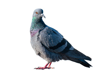 Pigeons on a white background.