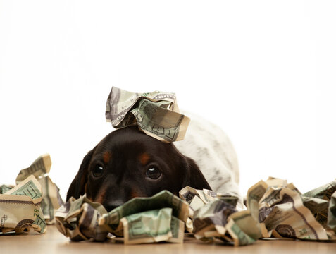 Image Of Dog Money White Background 