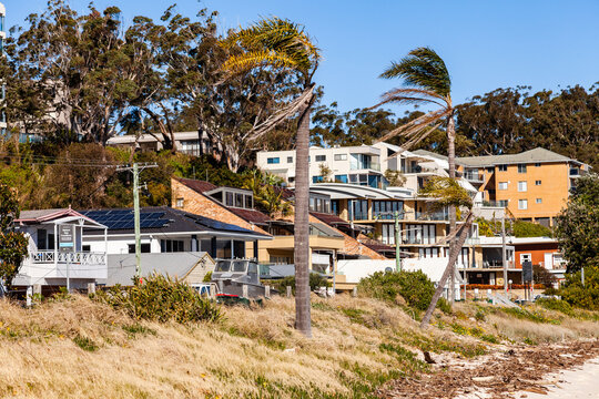 Palm tree on the coast blowing in strong sea wind
