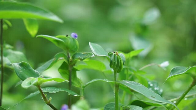 Commelina diffusa (also called climbing dayflower or spreading dayflower) with a natural background
