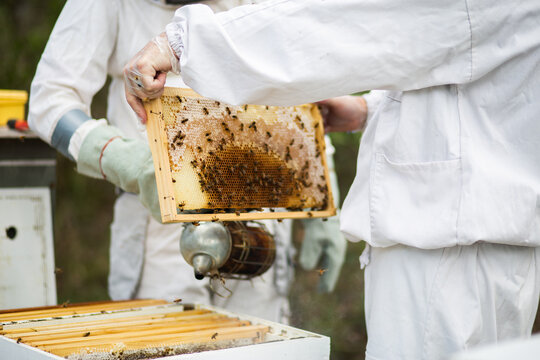 Beekeeper holding a brood frame with worker bees and young bees