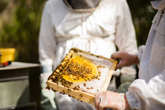 Beekeeper holding a brood frame with worker bees and young bees