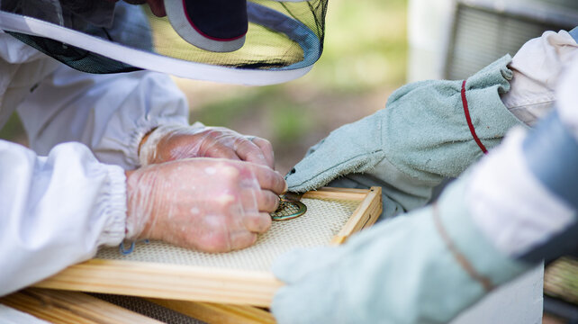 Beekeepers marking a new queen bee during hive inspection